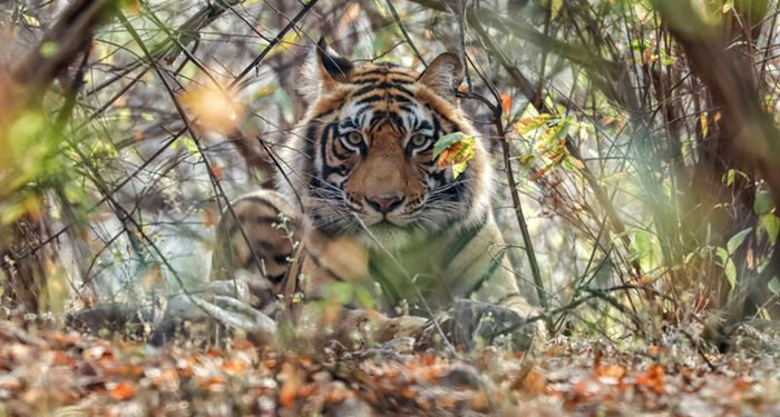 Beyond Ranthambore: Madhya Pradesh’s Quiet Wildlife Tourism Boom